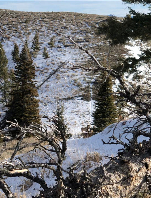 Me, Myself, and a Bull: Part 1 - Initial Ascent