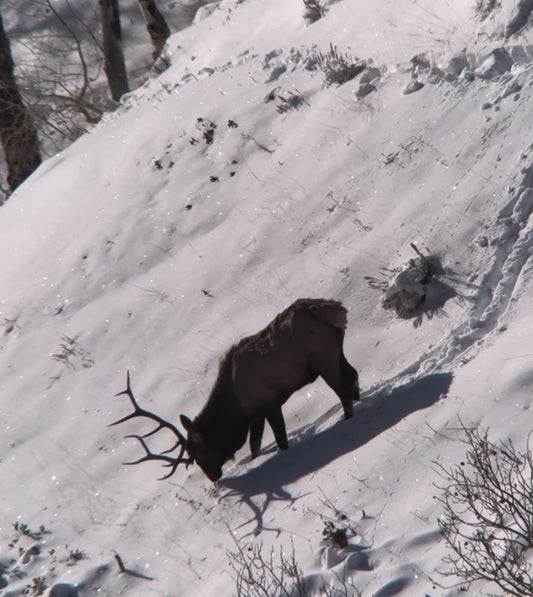 Hunting High-Pressure Elk on a General Tag: Earning Every Bugle