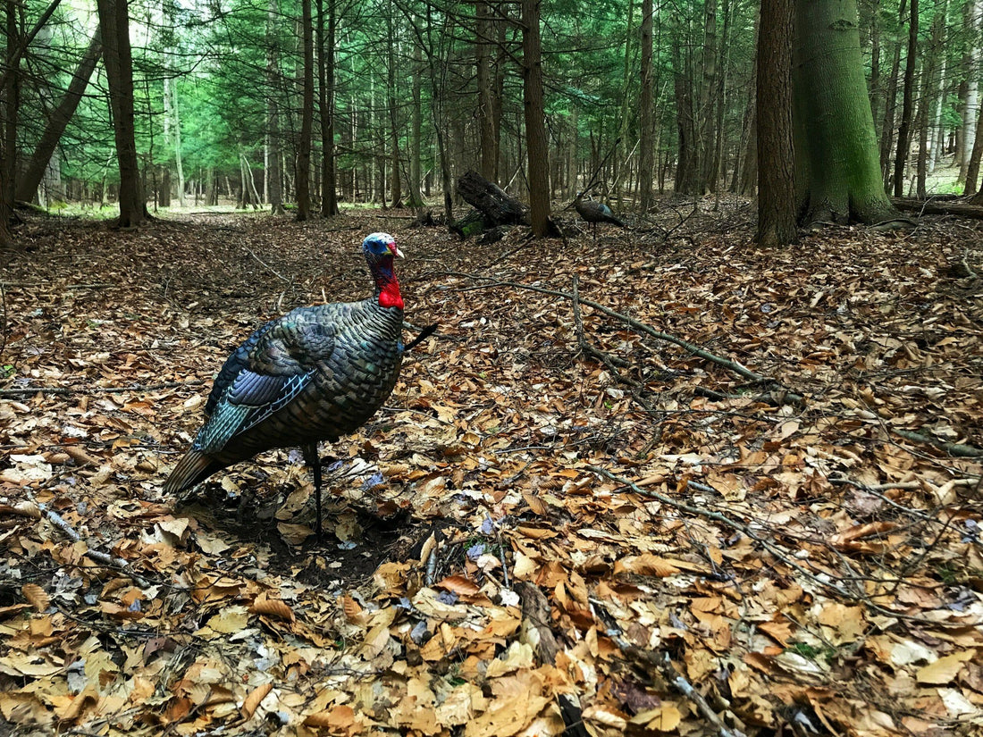 5 Things You Shouldn't Do When Turkey Hunting - Initial Ascent
