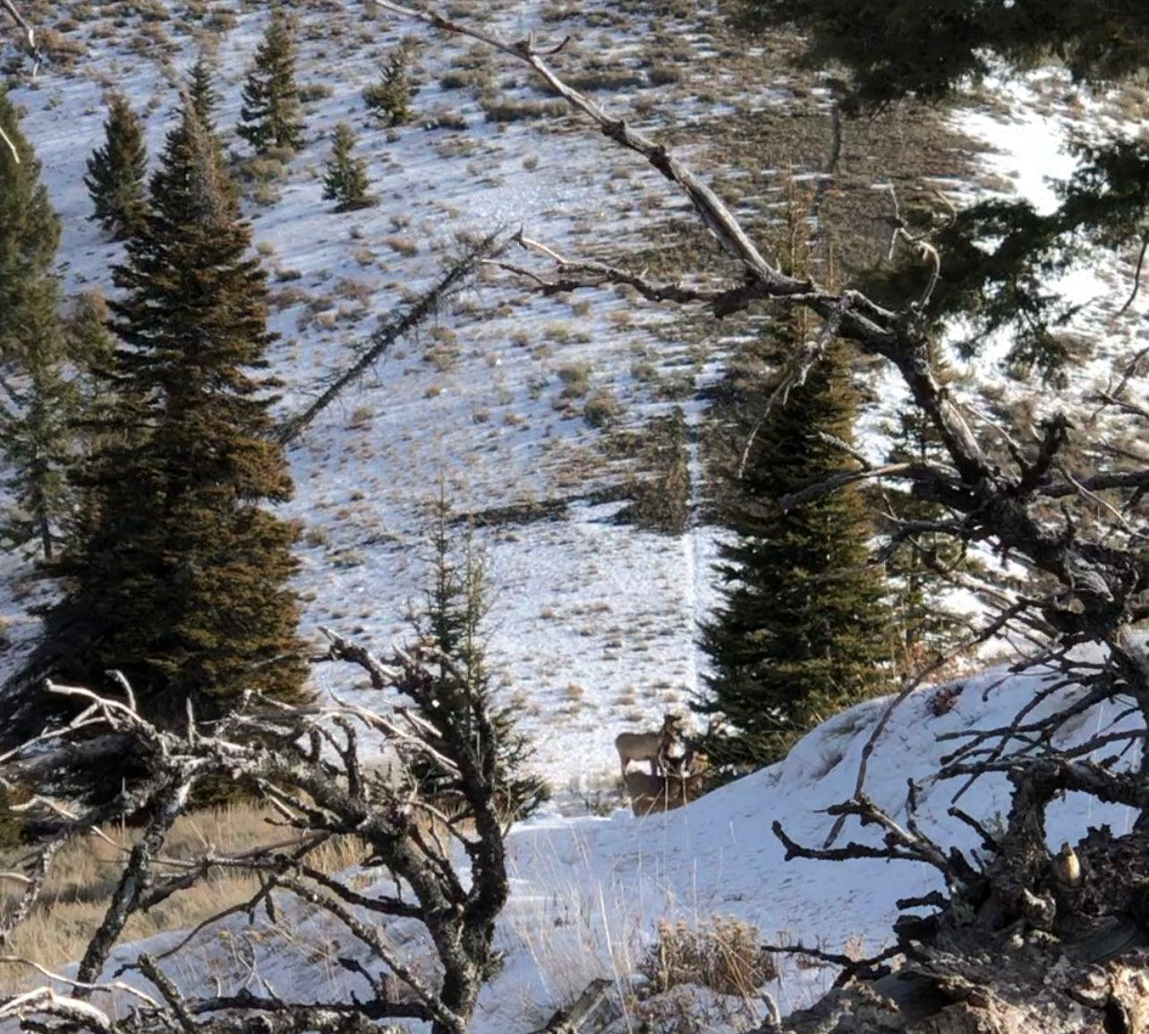 Me, Myself, and a Bull: Part 1 - Initial Ascent