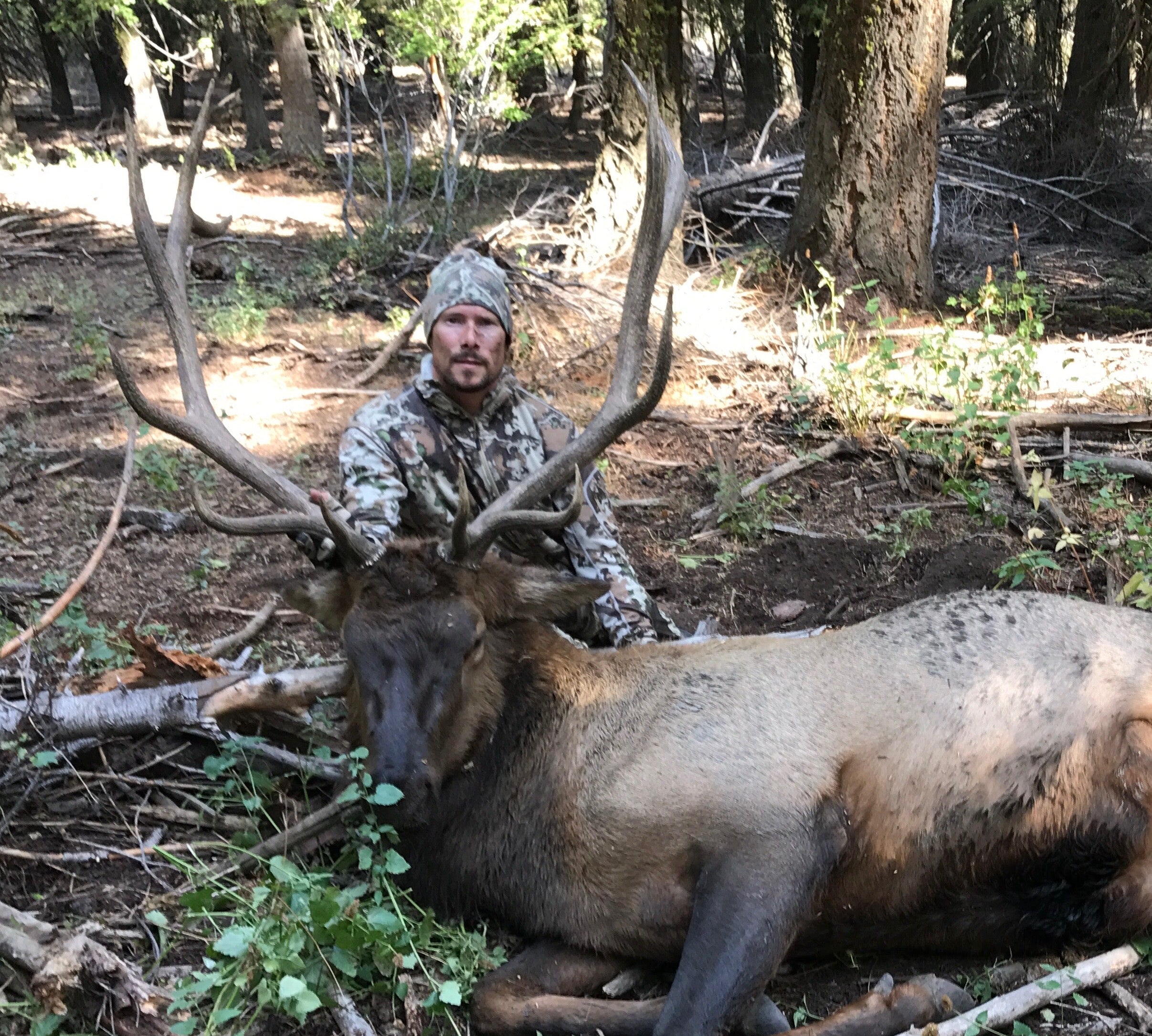 First Bull