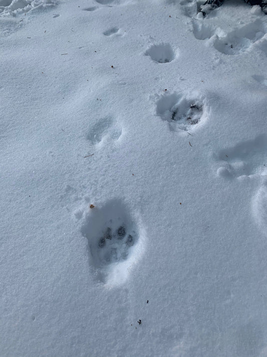 Filling the Gap: An Introduction to Winter Predator Hunting