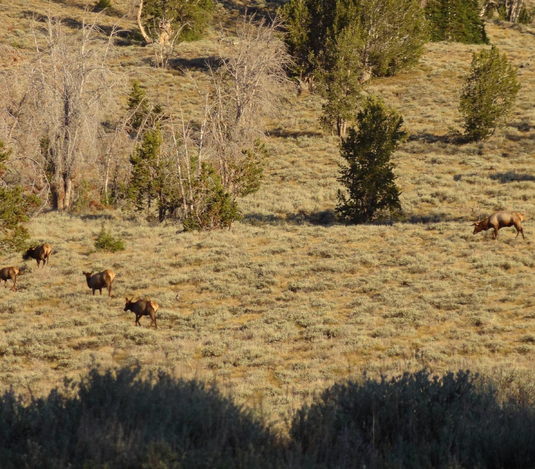 Early Summer Elk Scouting Initial Ascent