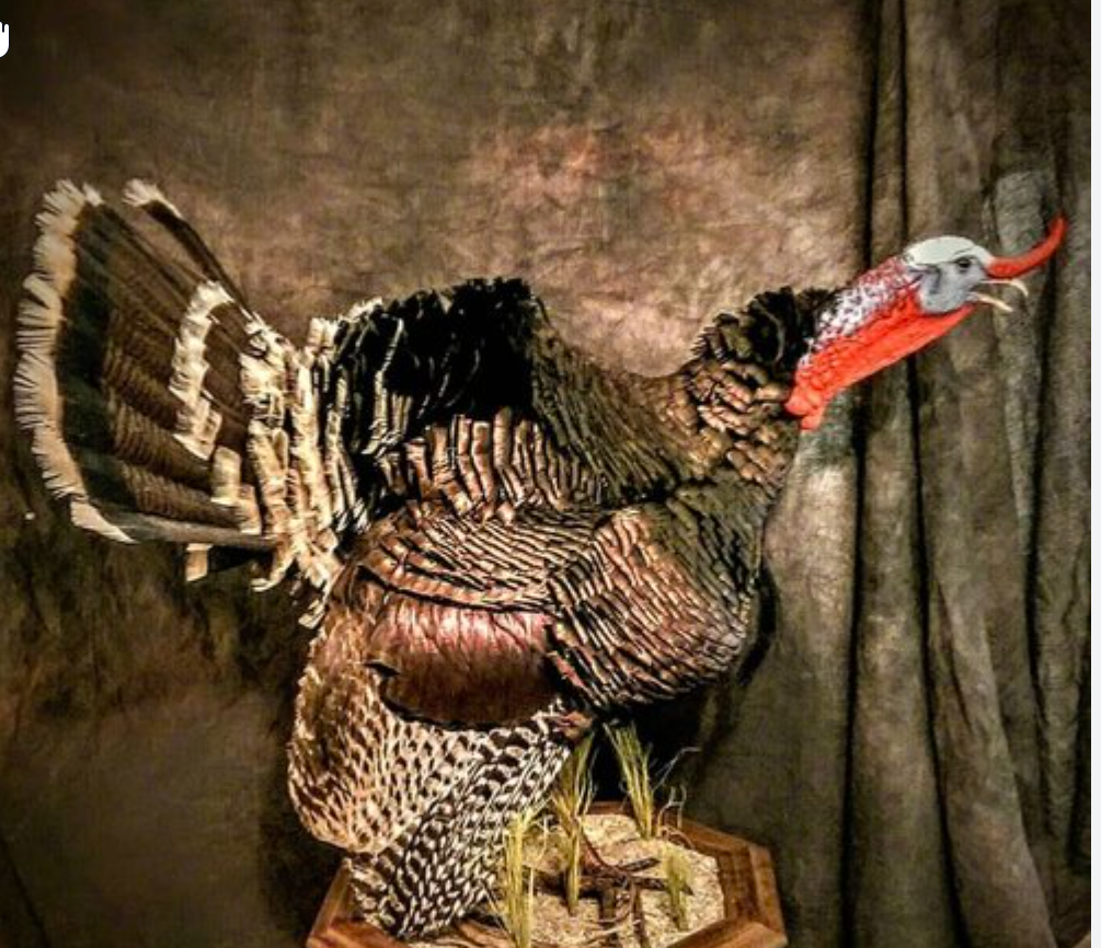 It's Turkey Time! Part 3