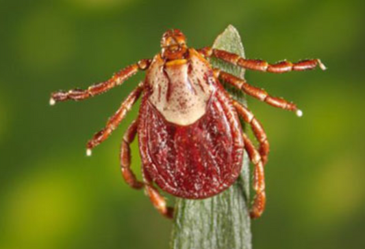 Spring Hunts: Understanding Ticks and Staying Safe