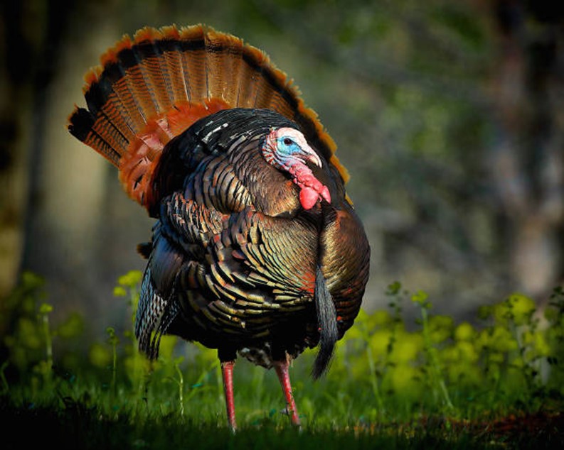 It's Turkey Time ! Part 1