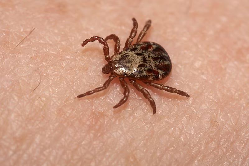 Spring Mountain Hunts and Ticks: How to Stay Safe While Chasing Bears and Turkeys