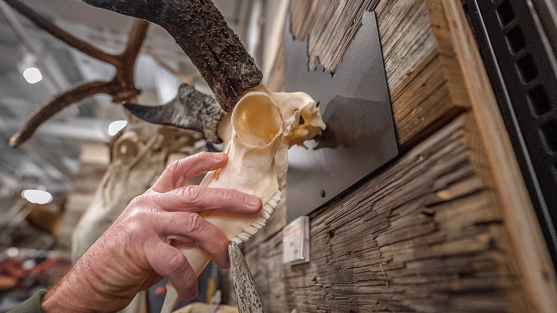 Iron Mountain Skull Hangers