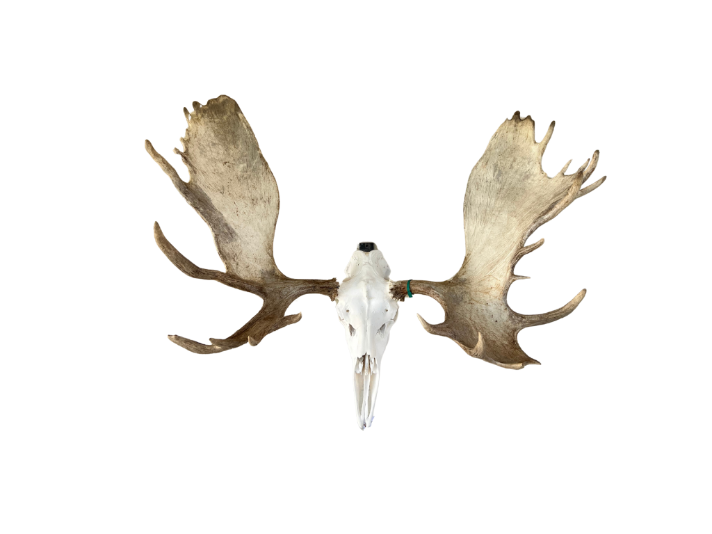 Iron Mountain Skull Hangers- Yukon/Alaskan Moose