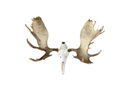 Iron Mountain Skull Hangers- Yukon/Alaskan Moose