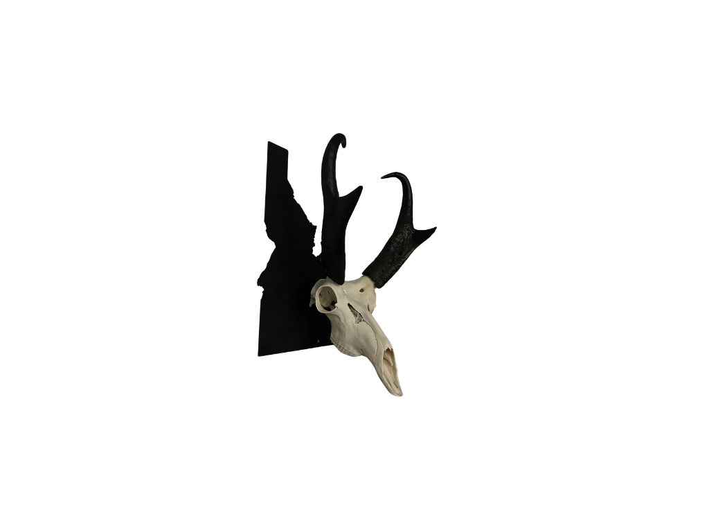 Dead On Display Medium Euro Skull Hanger - For Deer, Antelope, Hog Skulls, Internal Locking, Black Zinc