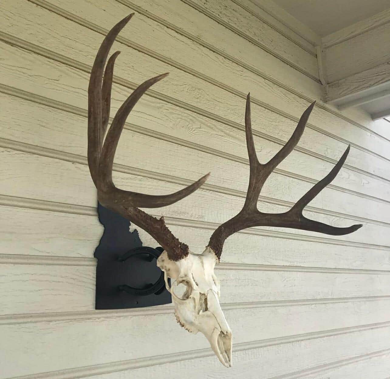 Iron Mountain Skull Hangers- States