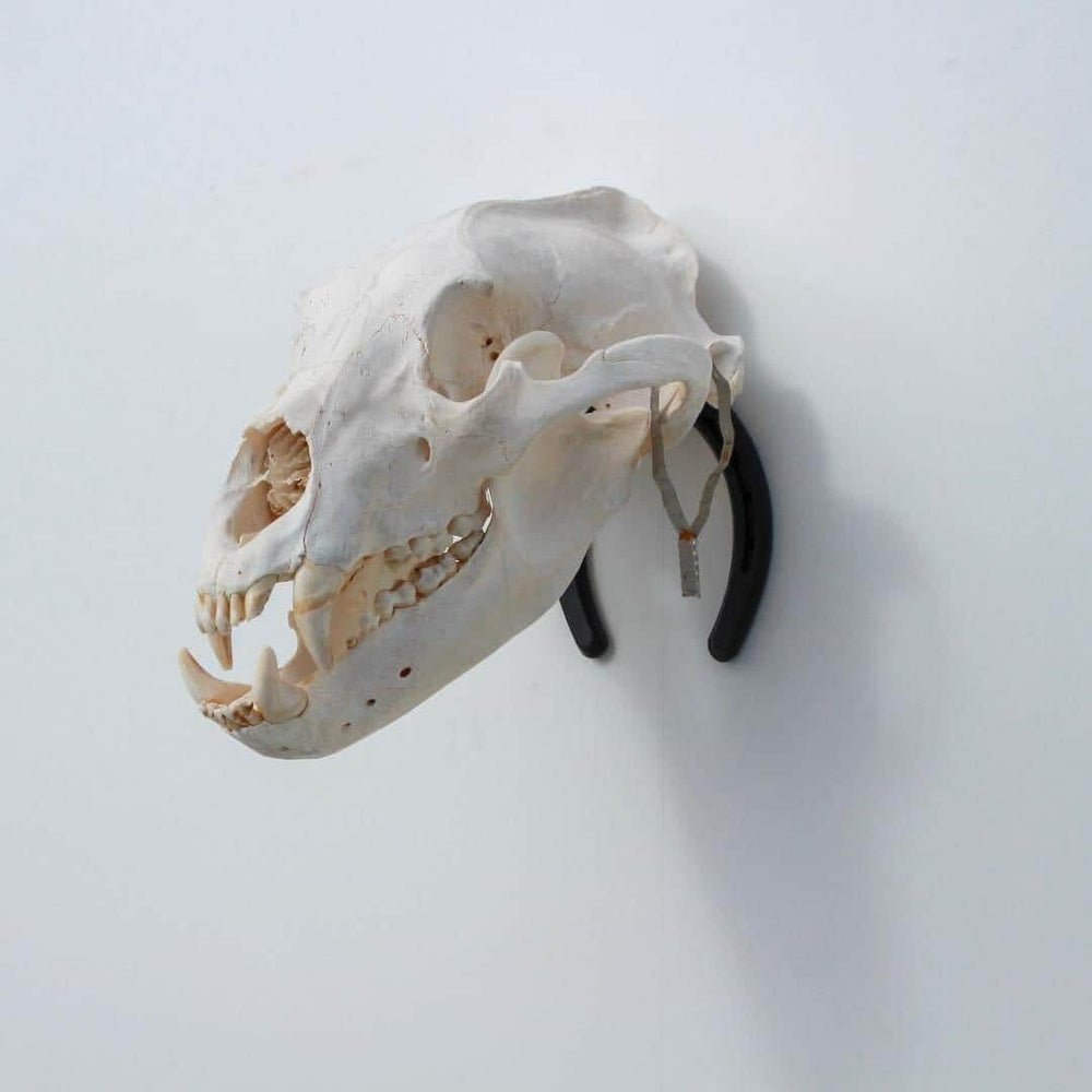 Iron Mountain Skull Hangers- Medium Hanger