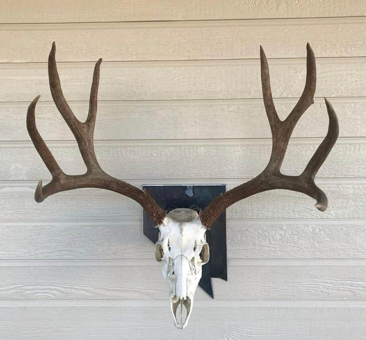 Iron Mountain Skull Hangers- States