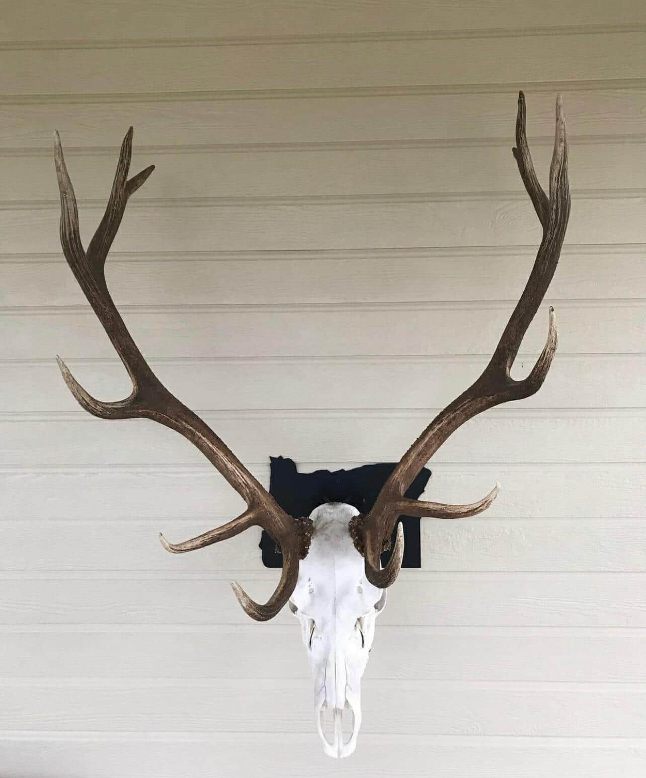 Iron Mountain Skull Hangers- States