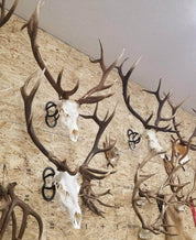 Iron Mountain Skull Hangers- XL Hanger
