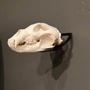 Iron Mountain Skull Hangers- Predator Hanger