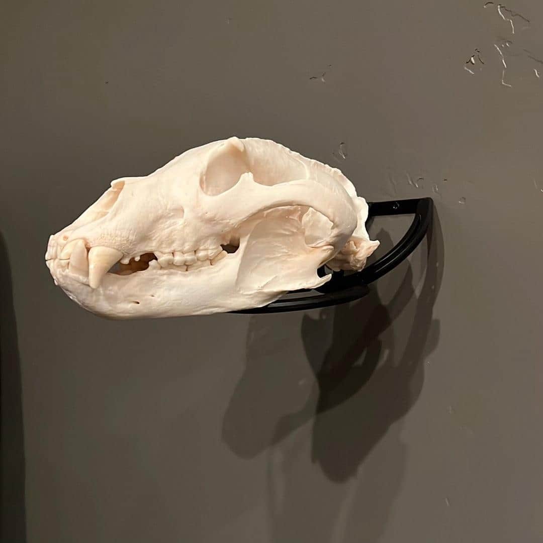 Iron Mountain Skull Hangers- Predator Hanger