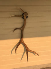 Iron Mountain Skull Hangers- Shed Hanger - Initial Ascent