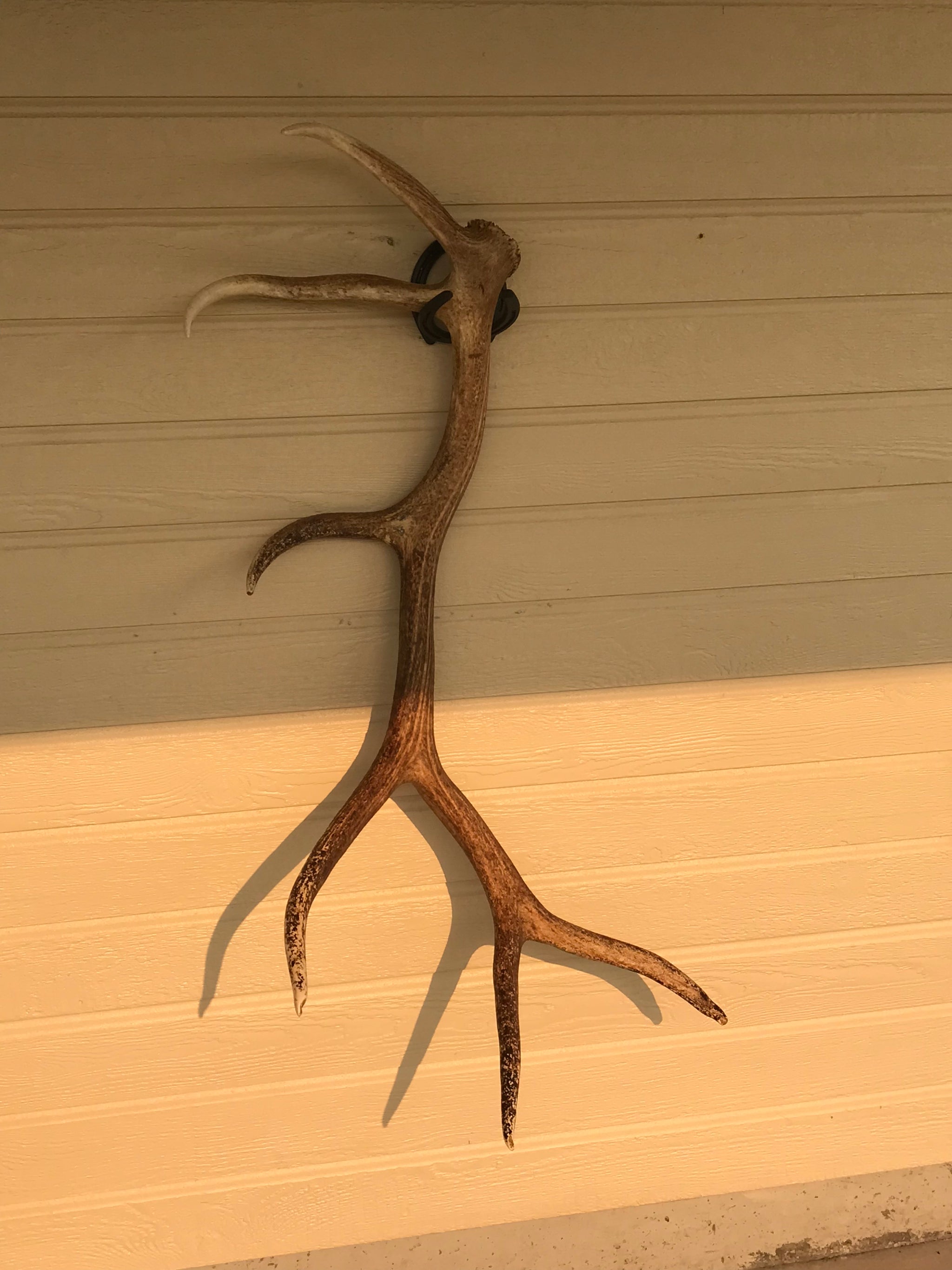 Iron Mountain Skull Hangers- Shed Hanger - Initial Ascent